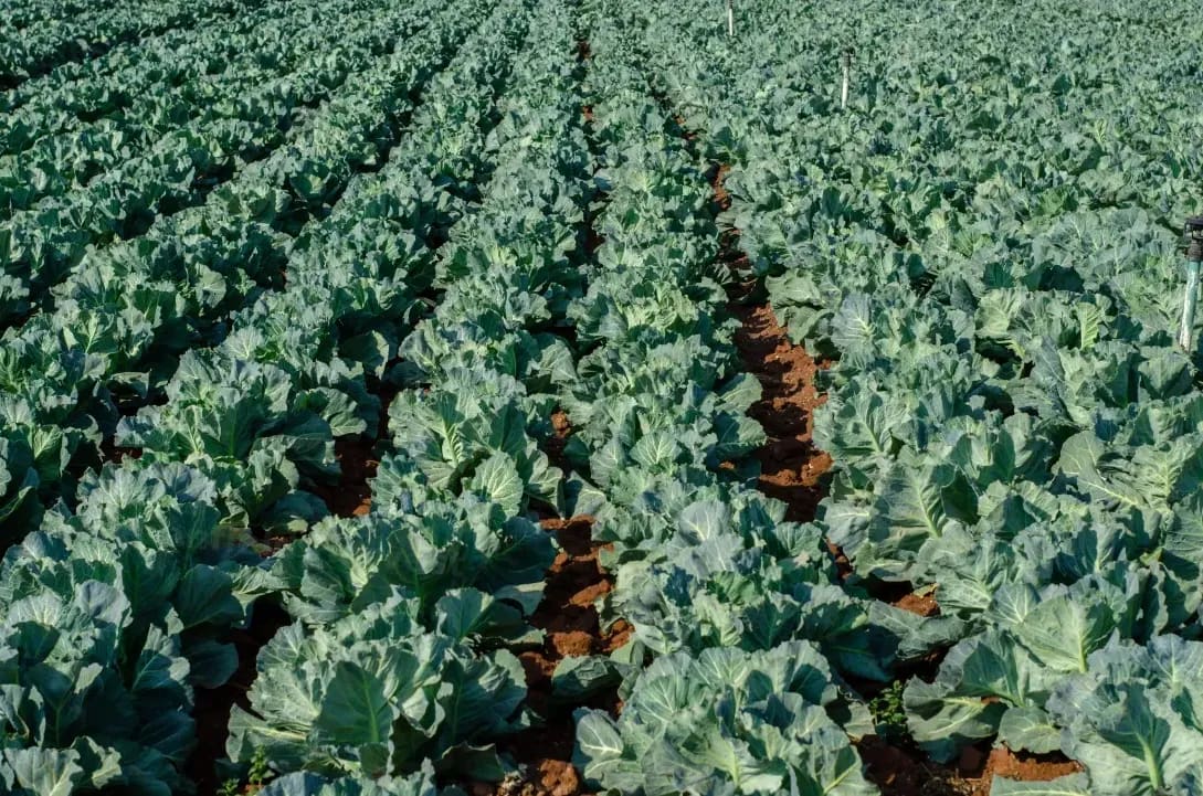 Harvesting and post-harvest handling